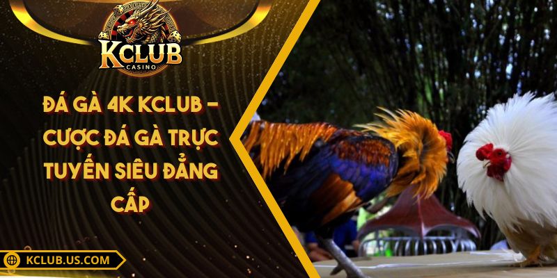 Đá Gà 4K KCLUB - Cược Đá Gà Trực Tuyến Siêu Đẳng Cấp 1 Đá Gà 4K KCLUB - Cược Đá Gà Trực Tuyến Siêu Đẳng Cấp