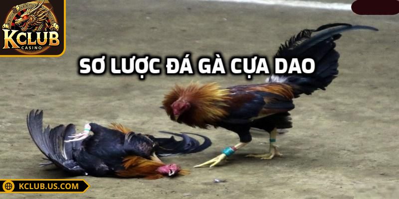 Đá gà cựa dao KCLUB - Trải Nghiệm Gay Cấn Thu Về Tiền Khủng 1 Trận đấu đá gà cựa dao KCLUB thu hút nhiều người