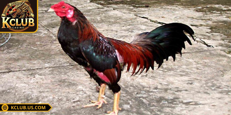 Đá Gà Cựa Sắt KCLUB - Những Kinh Nghiệm Vàng Khi Chơi 3 Cách chọn gà tốt khi tham gia chọi kê