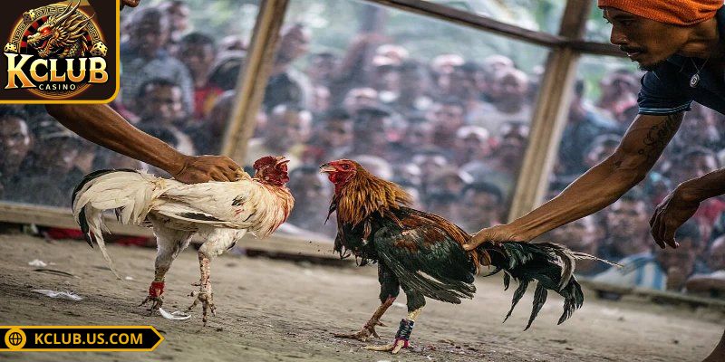 Đá Gà Cựa Sắt KCLUB - Những Kinh Nghiệm Vàng Khi Chơi 1 Sơ lược về đá gà cựa sắt tại cổng game